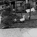 Belgian geese in a farmyard