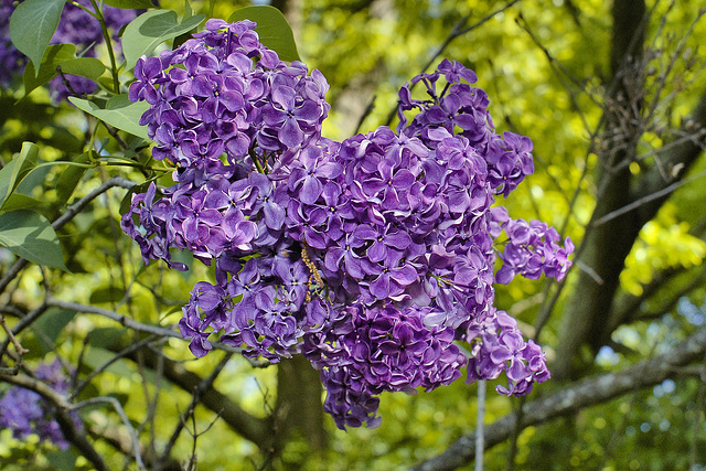 Lilacs in the Forest – National Arboretum, Washington D.C.