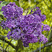 Lilacs in the Forest – National Arboretum, Washington D.C.
