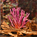 Violet-branched Coral Fungus – The Wild Center, Tupper Lake, New York