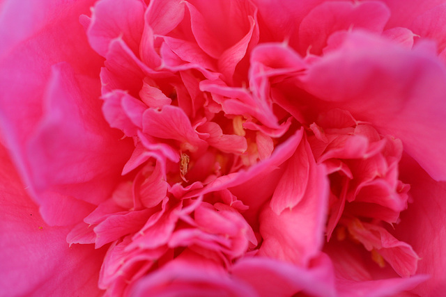 Inside camellia