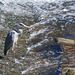 Heron by the river