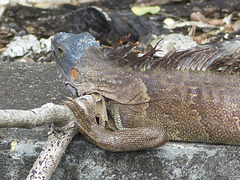 Iguanas in Martinique (2) - 12 March 2014