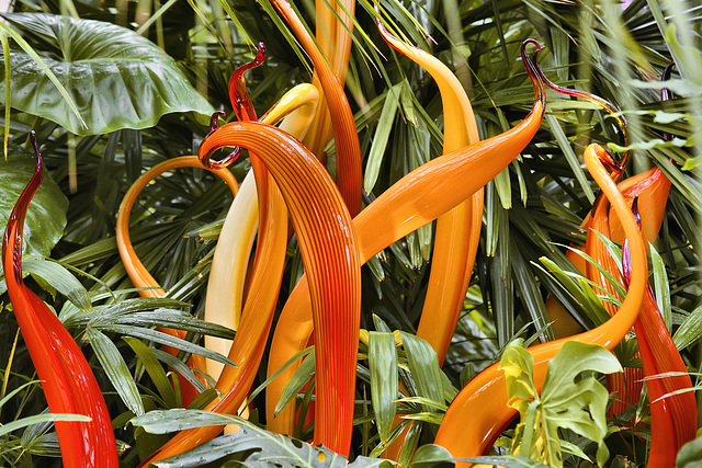 Chihuly "Amber Cattails" – Phipps Conservatory, Pittsburgh, Pennsylvania