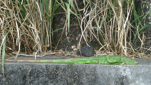 Iguanas in Martinique (3) - 12 March 2014