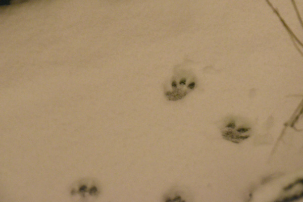 Pawprints in the snow
