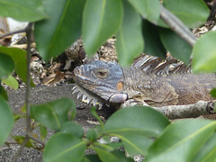 Iguanas in Martinique (4) - 12 March 2014