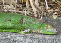 Iguanas in Martinique (5) - 12 March 2014