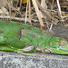 Iguanas in Martinique (5) - 12 March 2014