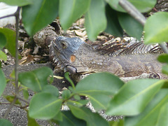 Iguanas in Martinique (6) - 12 March 2014