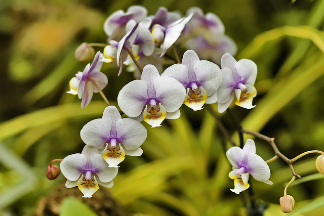 A Regression of Orchids – Phipps Conservatory, Pittsburgh, Pennsylvania