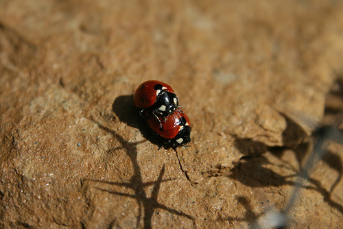 Lady-Bird Beetles