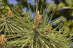 Japanese Black Pine – National Arboretum, Washington D.C.