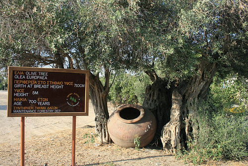 A Very Old Olive Tree