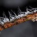 Needle Frost on Oak Branch