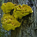 yellow fungi