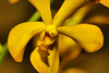 Yellow Vanda Orchid – National Arboretum, Washington DC