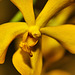 Yellow Vanda Orchid – National Arboretum, Washington DC