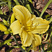 Yellow Daylily – National Arboretum, Washington DC