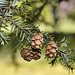 Pine Cones – National Arboretum, Washington D.C.