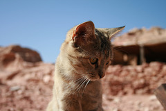 A Desert Cat