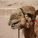 A Camel, Masticating