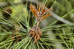 Formosa Pine #2 – National Arboretum, Washington DC