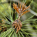 Formosa Pine #2 – National Arboretum, Washington DC