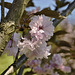 Royal Burgundy Cherry Blossoms – National Arboretum, Washington D.C.