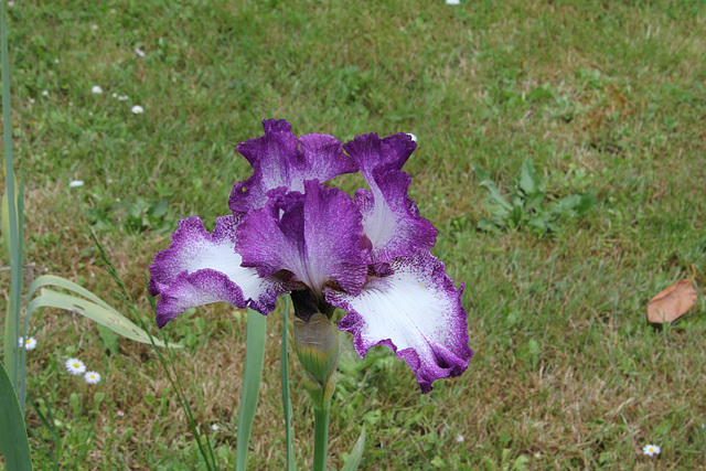 Iris 'Mariposa Autumn '