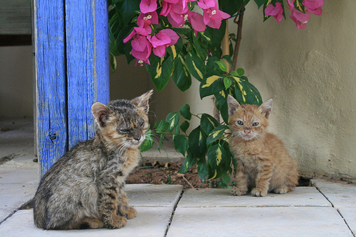 A Cute Pair In Amman