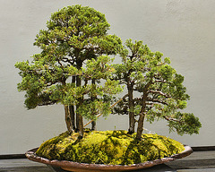 Bonsai Chinese Juniper – National Arboretum, Washington DC