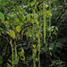 20110831-3651 Dioscorea bulbifera L.