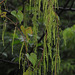20110831-3655 Dioscorea bulbifera L.