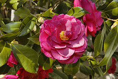 Japanese Camellia – National Arboretum, Washington D.C.