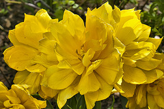 The Yellow Rose of Denver – Botanic Gardens, Denver, Colorado