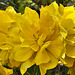 The Yellow Rose of Denver – Botanic Gardens, Denver, Colorado