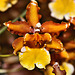 "Solar Flare" Orchid – National Arboretum, Washington DC