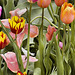 The Tulip Jungle – Botanic Gardens, Denver, Colorado