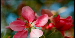 Cloverdale Blossoms [photo-illustration] 02 20100515