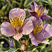 Peruvian Lily – National Arboretum, Washington DC