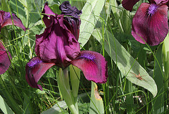 Iris intermédiaire