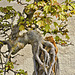 Bonsai Trident Maple – National Arboretum, Washington D.C.