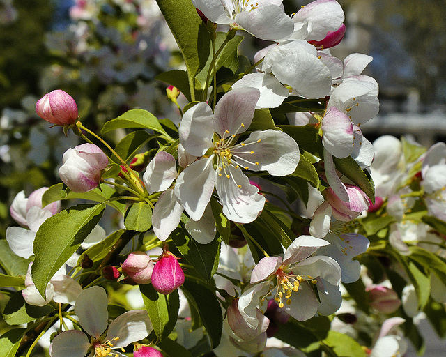 Crabapple Blossom White – Greenbelt, Maryland