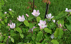 Cognassier - Cydonia obtusifolia
