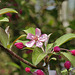 Cherry Blossom Pink – National Arboretum, Washington D.C.