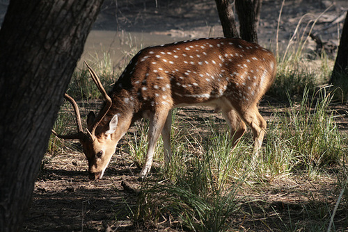 Spotted Deer