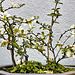 Bonsai Chinese Quince – National Arboretum, Washington D.C.
