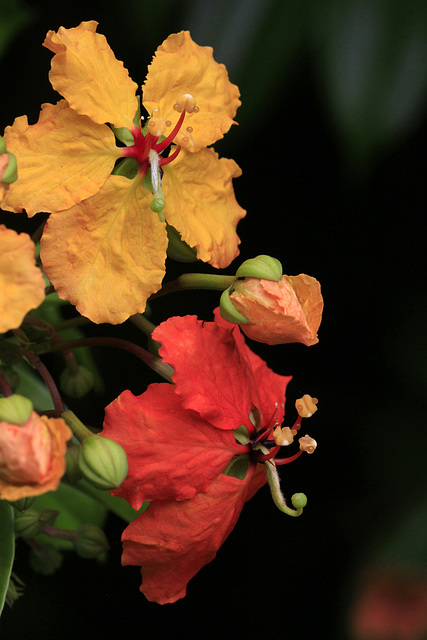 Bauhinia kockiana Bauhinia kockiana
