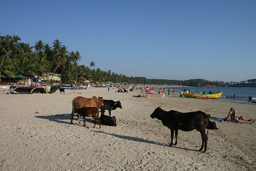 Palolem Beach, Goa